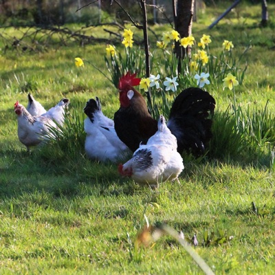 broad close farm, holiday accommodation rackenford, holiday accommodation mid devon