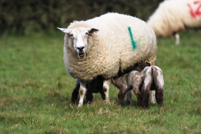 broad close farm, holiday accommodation rackenford, holiday accommodation mid devon