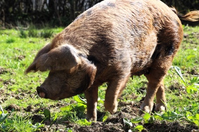 broad close farm, holiday accommodation rackenford, holiday accommodation mid devon