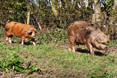 broad close farm, holiday accommodation rackenford, holiday accommodation mid devon