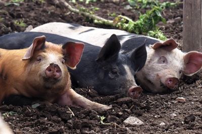 broad close farm, holiday accommodation rackenford, holiday accommodation mid devon