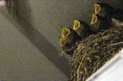 broad close farm, holiday accommodation rackenford, holiday accommodation mid devon