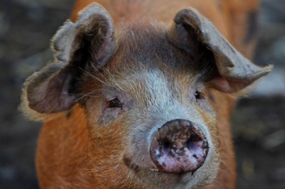 broad close farm, holiday accommodation rackenford, holiday accommodation mid devon