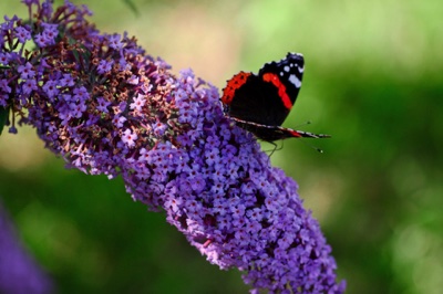 broad close farm, holiday accommodation rackenford, holiday accommodation mid devon