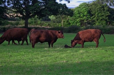 broad close farm, holiday accommodation rackenford, holiday accommodation mid devon