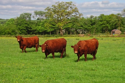 broad close farm, holiday accommodation rackenford, holiday accommodation mid devon